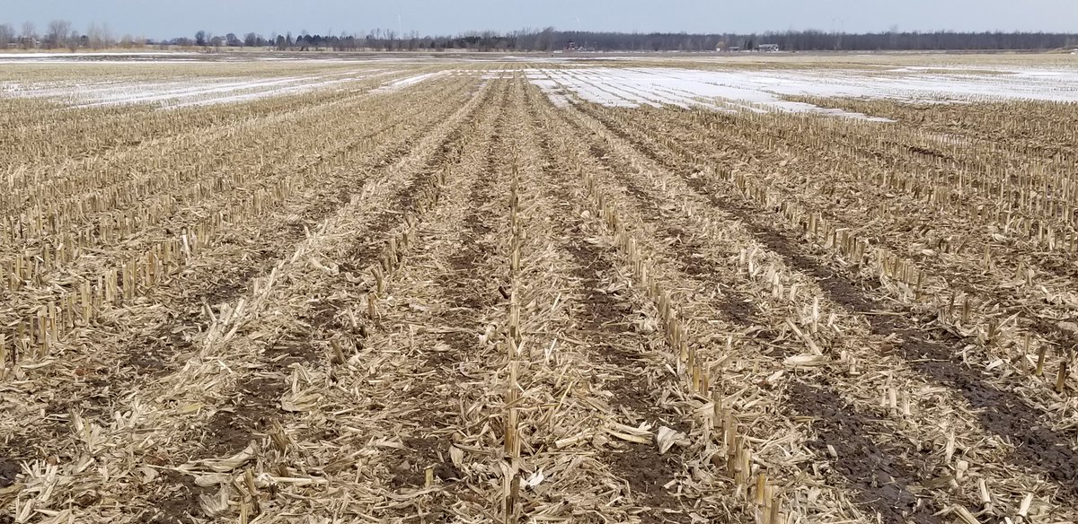 farmerschneck's tweet image. Fall #striptil coming out of a long #winter in great shape.   #ontag #plant19