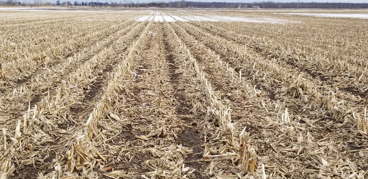 farmerschneck's tweet image. Fall #striptil coming out of a long #winter in great shape.   #ontag #plant19