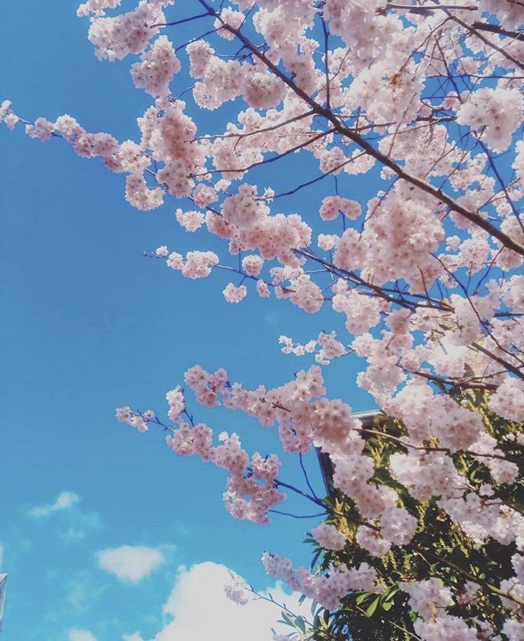 otcompiegne's tweet photo. Viens à #Compiègne, y’a le #printemps qui chante ! 🌸 🎼
#CompiegneTourisme #instagram #repost #JeudiPhoto https://t.co/hUMKV7qYNz