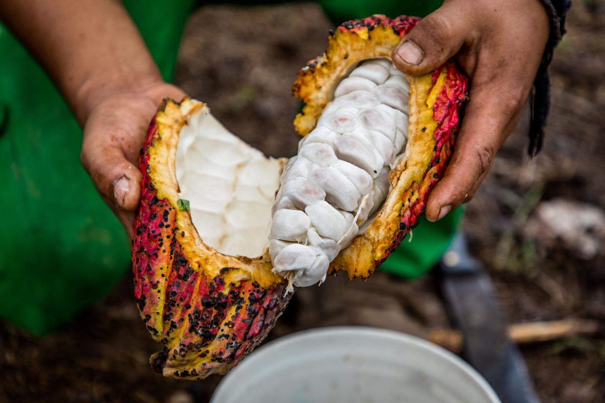 Are you an ambitious (aspiring) #cocoa exporter from #SierraLeone or #Liberia and eager to expand your export activities to the European market? Then you should apply for #CBI’s Business Export Coaching project! bit.ly/2U2TOfF <a href="/ITCnews/">International Trade Centre (ITC)</a> <a href="/DutchMFA/">Dutch Ministry of Foreign Affairs 🇳🇱</a>