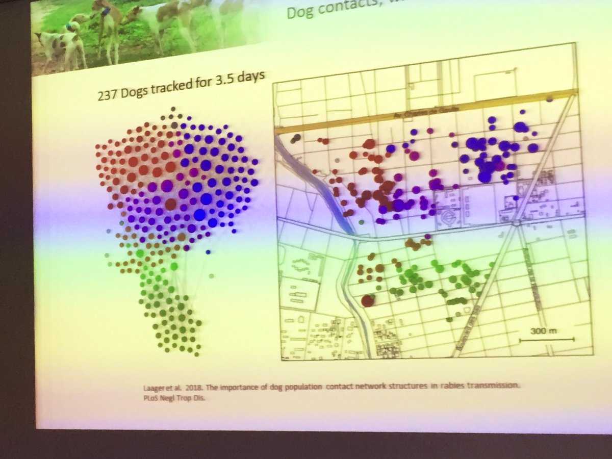 ciro's tweet photo. Jared Wilson-Aggarwal speaks at @ISI_Fondazione about our #SocioPatterns collaboration w/ @UniofExeter on mobility & contact networks of free-roaming dogs in Africa, with implications for #rabies #guineaworm & more. #NetworkScience #DataScience #zoonoses #OneHealth #DigitalEpi https://t.co/d5hJ6K8fKm