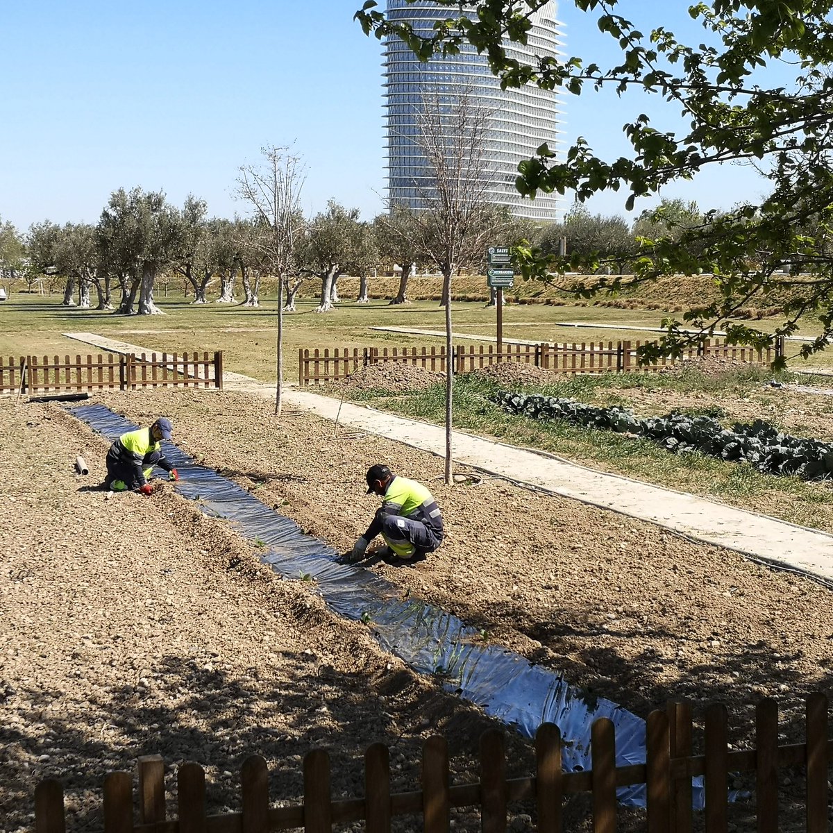 Preparando el huerto