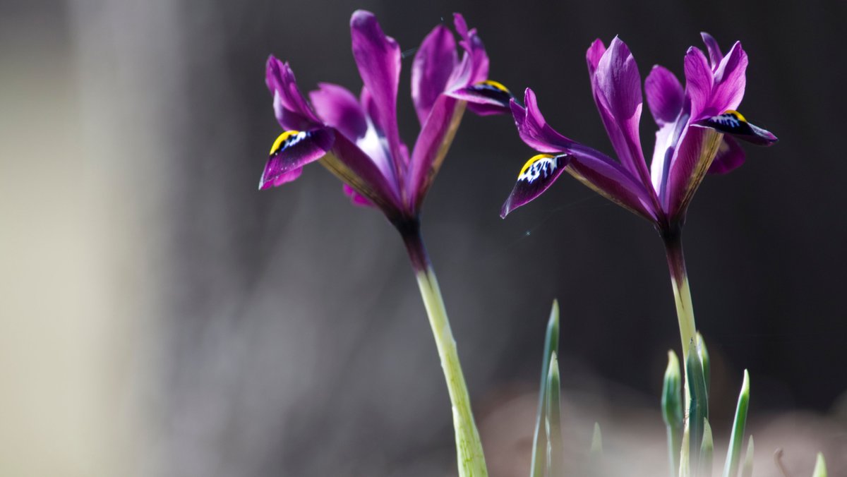 chicagobotanic's tweet photo. The @Cubs and @WhiteSox aren't the only things to get excited about in early #spring. Check out #Iris histrioides 'George' in the Sensory Garden and other flowers also having an #OpeningDay. #SpringatCBG https://t.co/cH7tNa2anq https://t.co/JAsshS5R8L