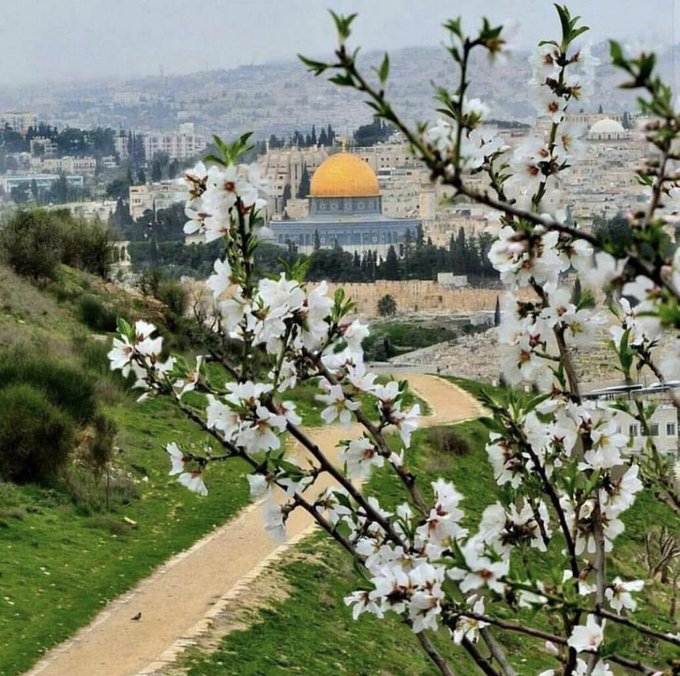 نَحِنُّ لاحتضانك، والصلاة فى محرابك .
#القدس_عاصمة_فلسطين_الأبدية