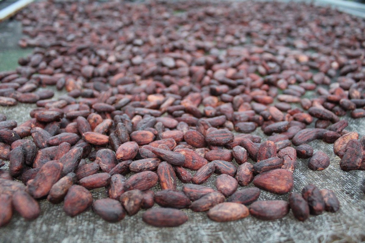 Dame_Cacao's tweet photo. I'm ready to book my return ticket! See any chocolate makers you want to visit on the Big Island of #Hawaii? #craftchocolate #beantobar #travel
https://t.co/YoIaK50pmh https://t.co/WkpXz54yTu