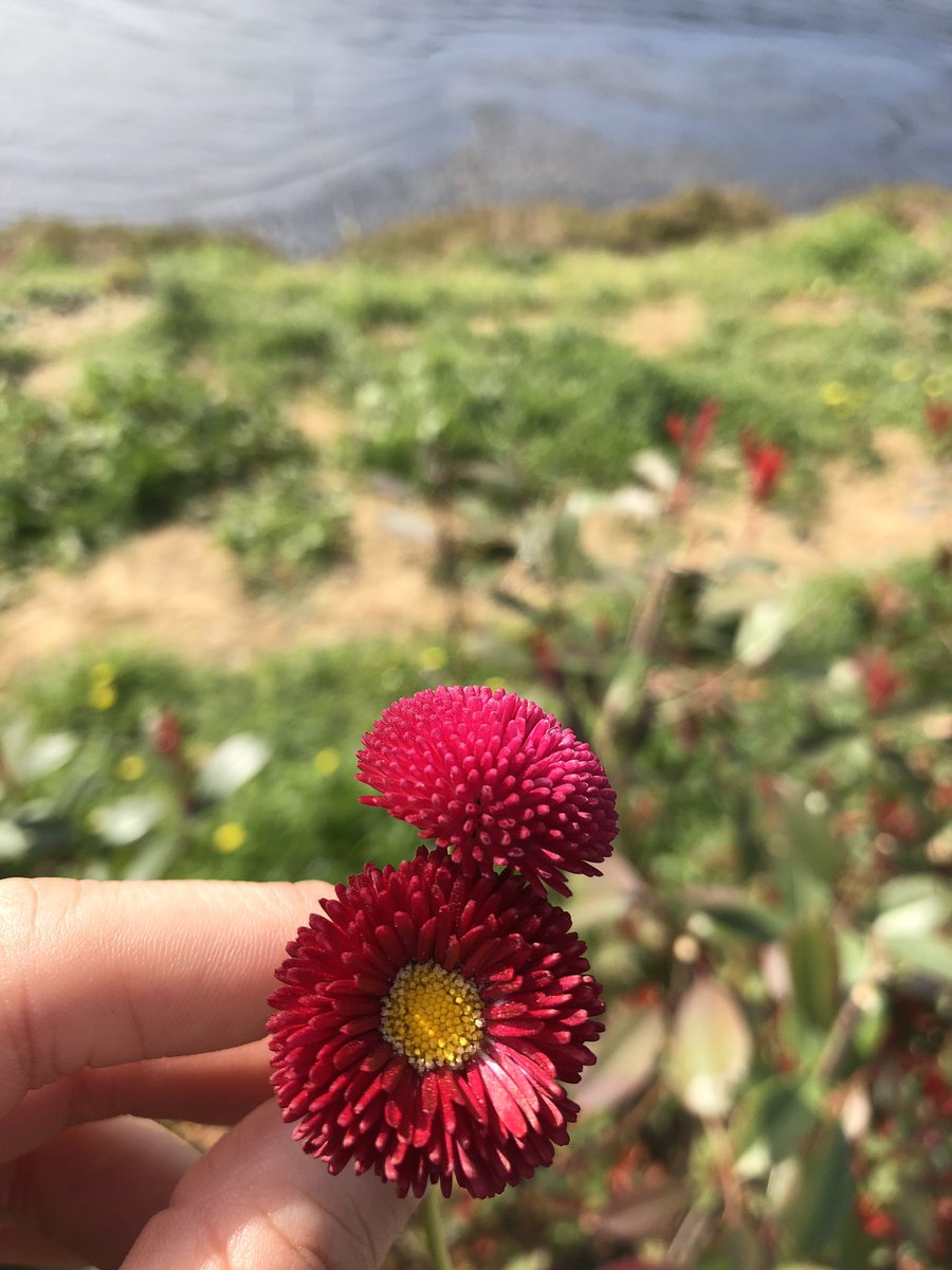 melekoose's tweet photo. Bugün bana iyi gelen tek şey, iyiki karşılaştık seninle çiçek🌸 https://t.co/8GBXPUYIVz