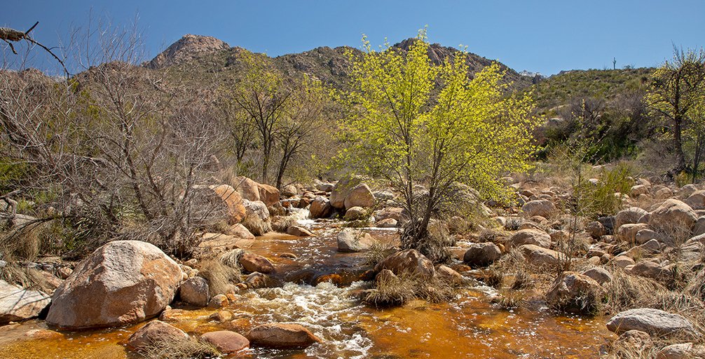 AZStateParks's tweet image. Arizona has more than a few wonders around the state! There's always something new to discover on the trails! bit.ly/2GUc4Qy