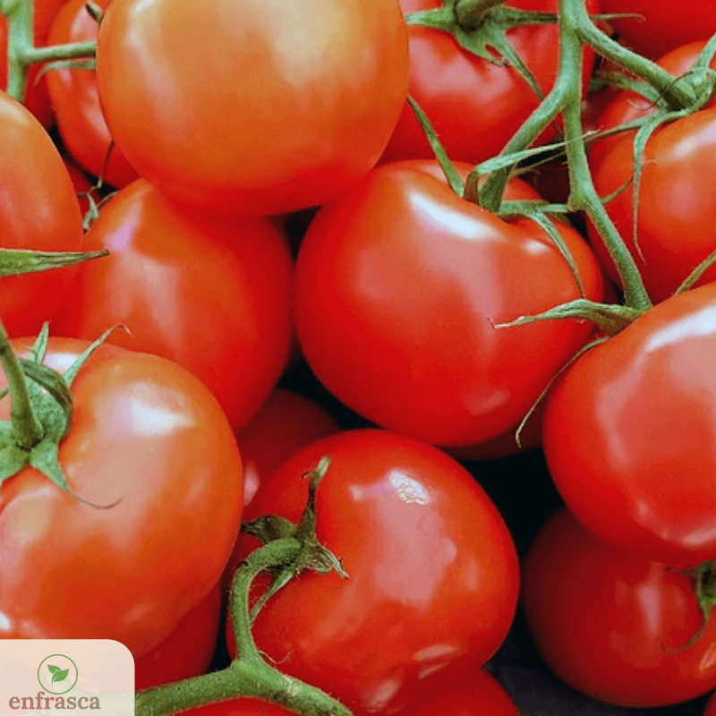 enfrasca's tweet photo. Cuando elegimos los tomates para los frascos de passatas y tomates pelados nos tomamos nuestro tiempo porque nos asegurarnos de la calidad de nuestros enfrascados. ⠀⠀⠀⠀⠀⠀⠀⠀⠀
¡A cocinar! 🍅🥄

#Tomate #Pzo #CiudadGuayana https://t.co/Zz7V0jxpdo