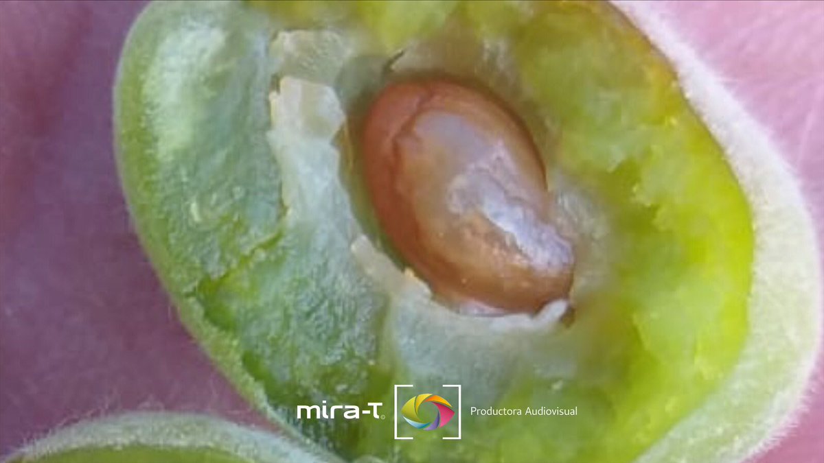 Estos son los Daños en las #Heladas de esta madrugada  en el cultivo del #Albaricoque en #Isso #Hellín #ab #Clm