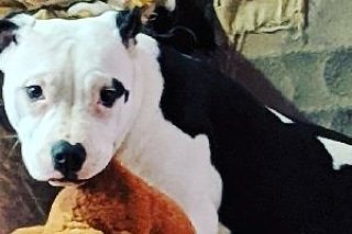 runawaypets's tweet photo. Get the app https://t.co/0nn1yxPETE
⚠️ #FluffyAlert
#dog #dogs #lostdog #lostdogs #lostdogsofinstagram #dogsofinstagram #dogsworld #lostpet #lostpets #lostpetalert #petsofinstagram #lostpetsofinstagram #helpinglostpets #pitbullsofinsta #pitbul #pitbulldog #pitbulldogs #pitbully https://t.co/IUZfcJOARo