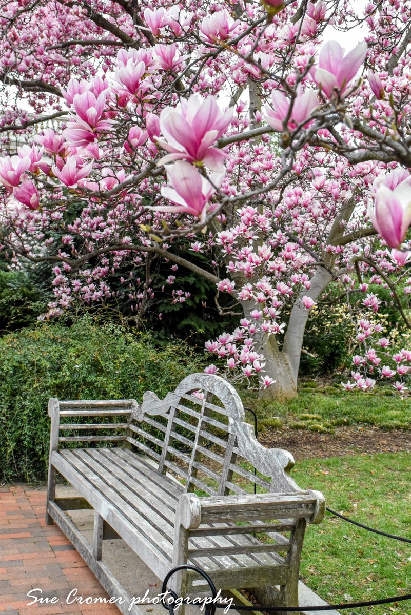 SueCromer's tweet photo. The Saucer Magnolias in full bloom at the Smithsonian Castle (Smithsonian Institution Building) in the Enid A Haupt Garden!  Taken Monday on a cloudy day. I haven't had a chance to get photos in the sunshine the past couple of days. @capitalweather https://t.co/aW1Z2Fo6f0