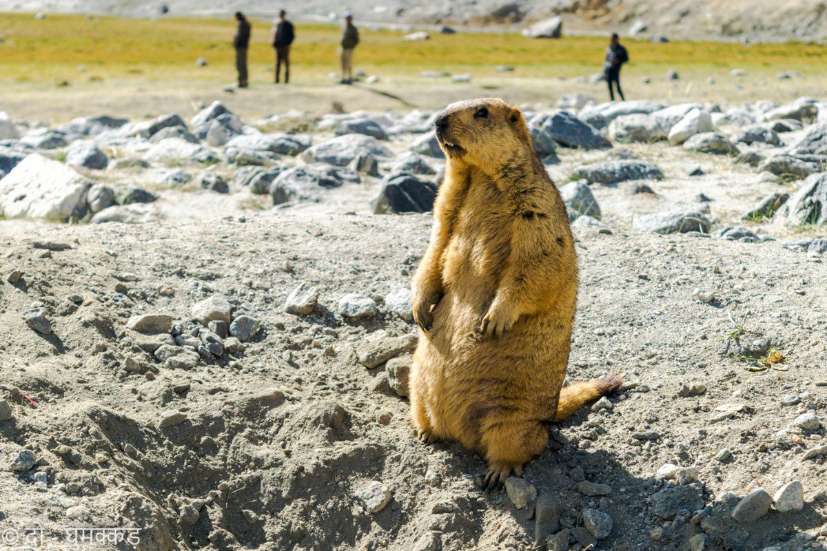 Himalayan Marmots in Ladakh!

Come to know some fun facts about them and Persian riches, on our Odysseys to Ladakh this summer!

#ladakh #ladakhdiaries #ruralodyssey 

Image Credits - Manish / 2Ghummakkad