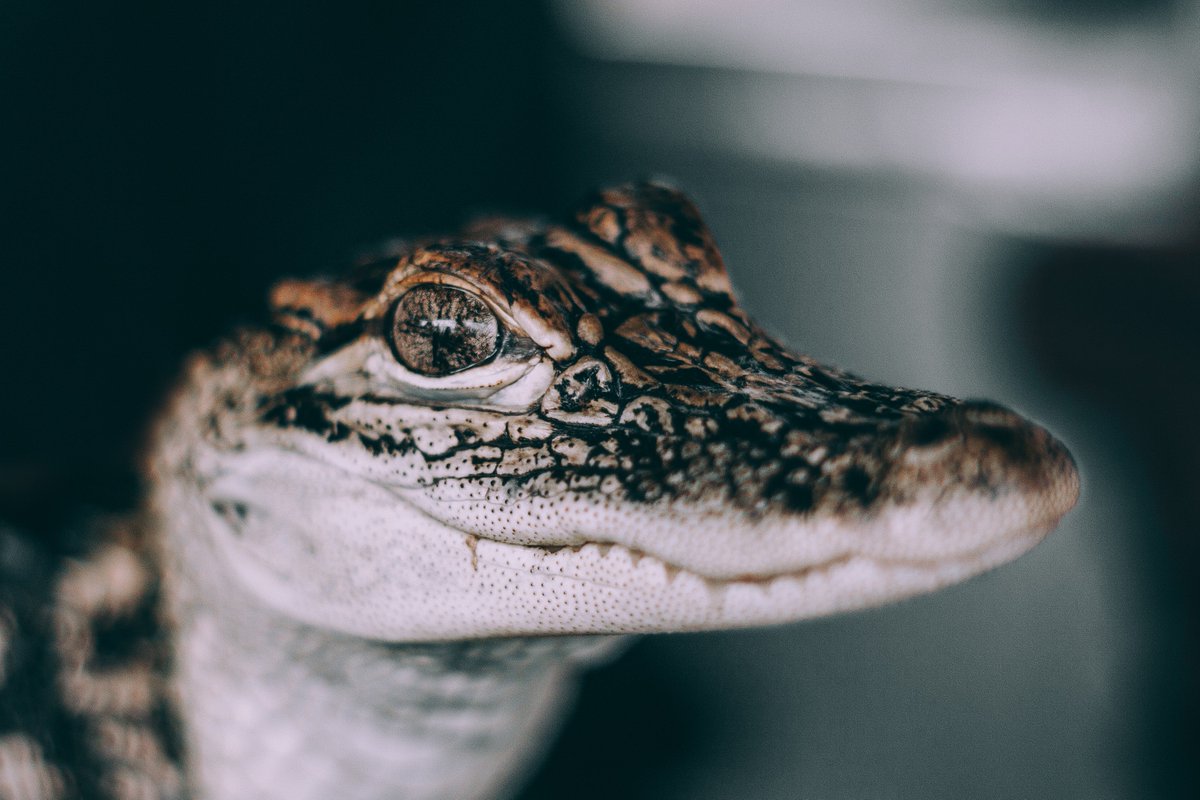 Wonderland - work, eat, drink (@wonderland_work) on Twitter photo Neighborhood💚 
Did you know that the only crocodile in Finland lives in Vallila? hs.fi/kaupunki/helsi… Neighborhood💚 
Did you know that the only crocodile in Finland lives in Vallila? hs.fi/kaupunki/helsi…