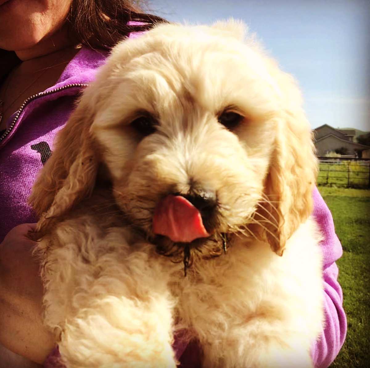 DodgersNation's tweet photo. Our new #DNDog Waffles is getting ready for the season to start!
Licking her chops for a Ring! https://t.co/mihFy8HVw4