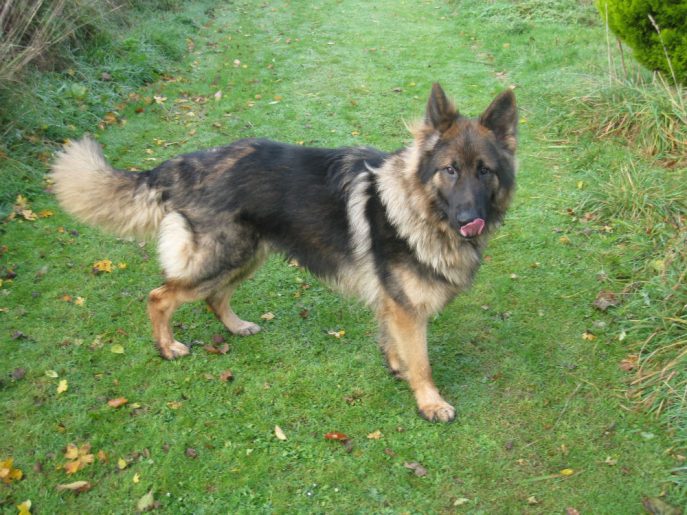 gsrescueelite's tweet photo. 18mth old Zeus came to us after his dad passed away, he is a big strong lad who has had a lot of training so needs a home that can keep up with this please 
#germanshepherd 
#dogs
#Cornwall
https://t.co/akHd6OpB5b https://t.co/pZqxrQHbVD