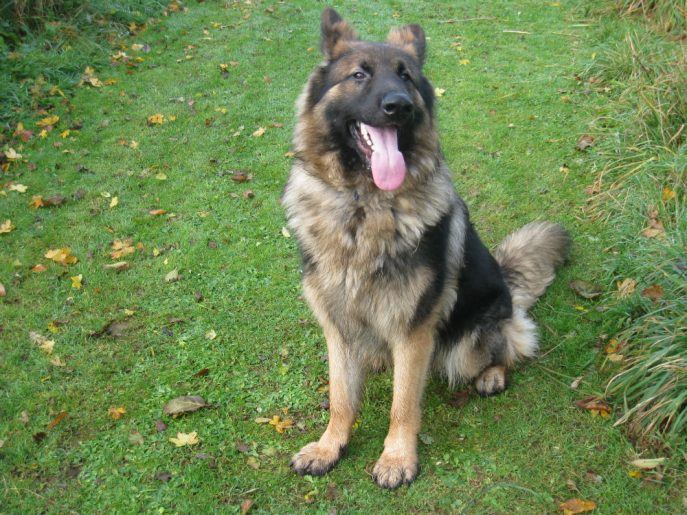 gsrescueelite's tweet photo. 18mth old Zeus came to us after his dad passed away, he is a big strong lad who has had a lot of training so needs a home that can keep up with this please 
#germanshepherd 
#dogs
#Cornwall
https://t.co/akHd6OpB5b https://t.co/pZqxrQHbVD