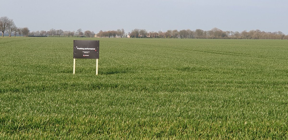 sunkfarmer's tweet image. #clubhectare #pushingperformance with the help and knowledge from @InteragroUK @russbmckenzie take note of the colour of the wheat this 1st wheat #grafton hasn't had any nitrogen as yet #NsensorSaysNo