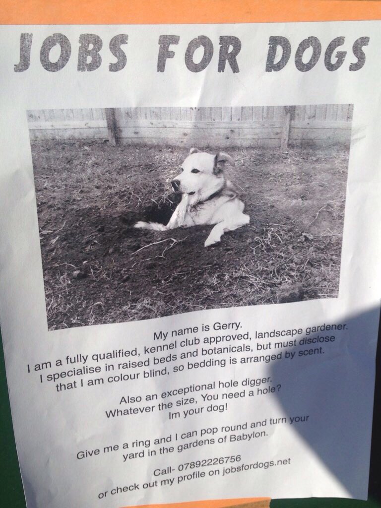 HighburyIsLivin's tweet photo. 'Jobs For Dogs' ??? What's happening in #Highbury #Islington ? https://t.co/bTST97Y8lG