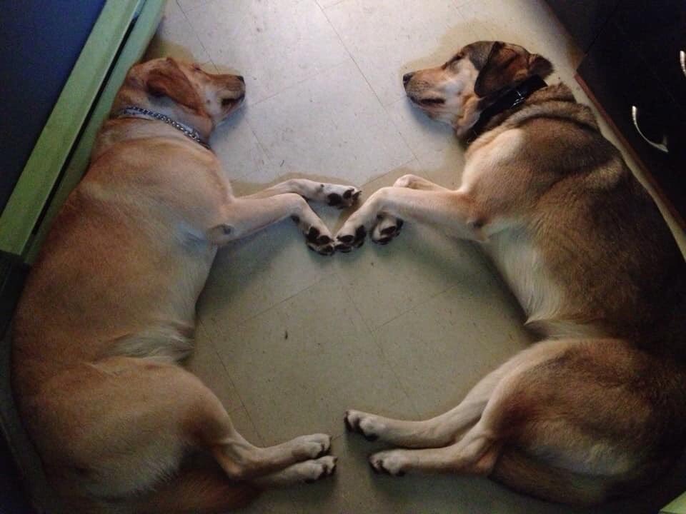 hudsonandrex's tweet photo. We asked, you shared! Here are some #myrex pups watching along Monday nights 8/7c on @City_tv https://t.co/LUKRCzcuMA