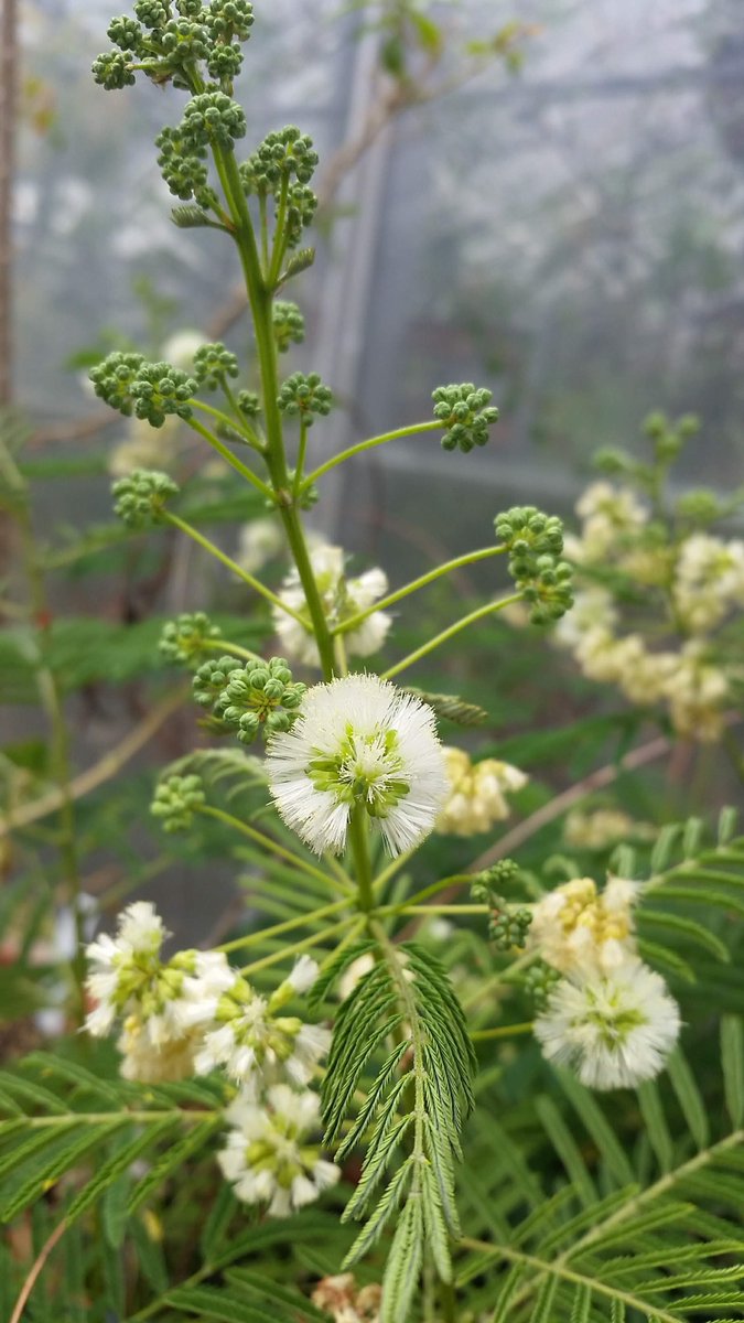 mimulusly's tweet photo. In the #AngiospermAlphabet, F is for #Fabaceae. Here are some flowers of the prairie acacia,  #Acacia (#Acaciella?) angustissima! #uconneeb #botany https://t.co/puekmMbu01