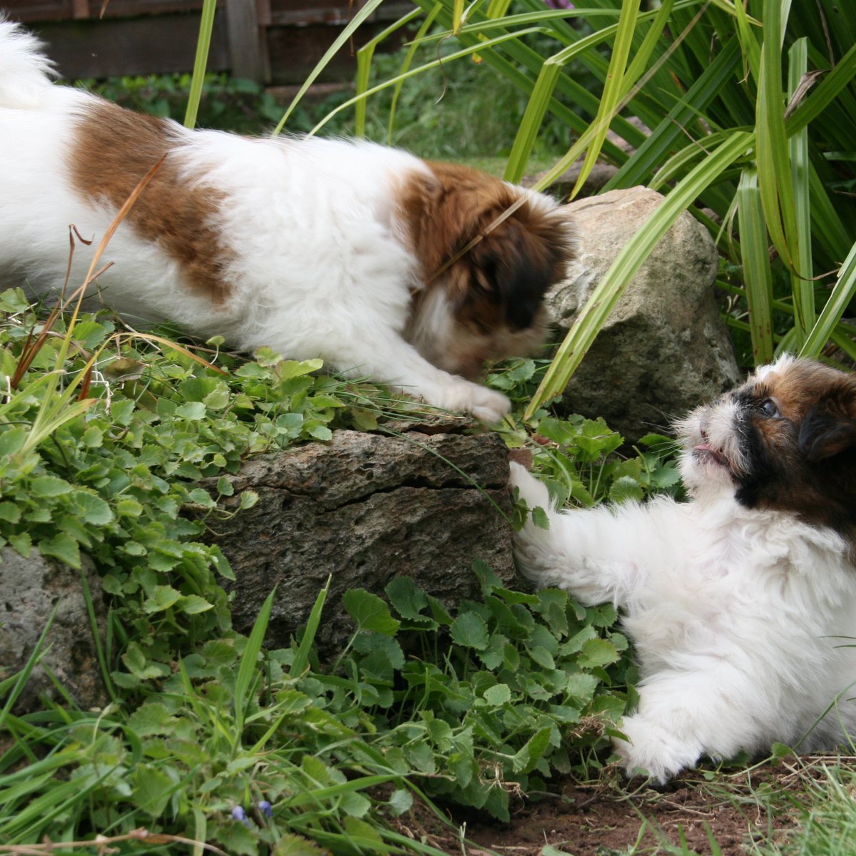 ObiBaylis's tweet photo. I love this pic! I am trying to get my brother to climb up to me! https://t.co/I5APGyrIJy