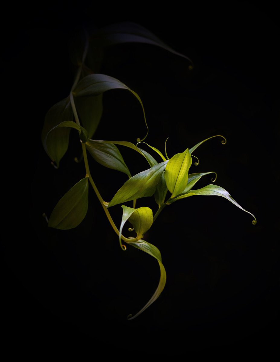 ruth_rem's tweet photo. Tiny little curls at the ends of each leaf, could you get any more exquisite ?! 🌱#botanicalphotograpy #sheclicksnet #foliage #tropicalplants https://t.co/YjE9vkVHvF