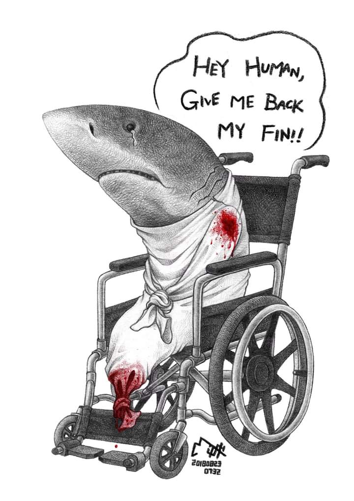 JazzyDolphin's tweet photo. #SharkFinning should be a crime
@MilkDoNgComics
#SharkExtinction #SharkFins #RacingExtintion #OpFunKill
https://t.co/FFSgSTytZO https://t.co/yB9k1q2Aly