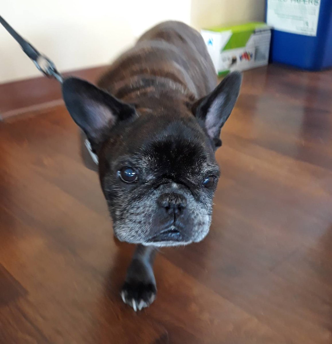 #tbt to when Ruby came in for pulsed signal therapy for arthritis.  Her buddy came along for emotional support 😍
#holisticvetcare #bulldog #buddies #cute #emotionalsupport #pulsedsignaltherapy #holistic #healing