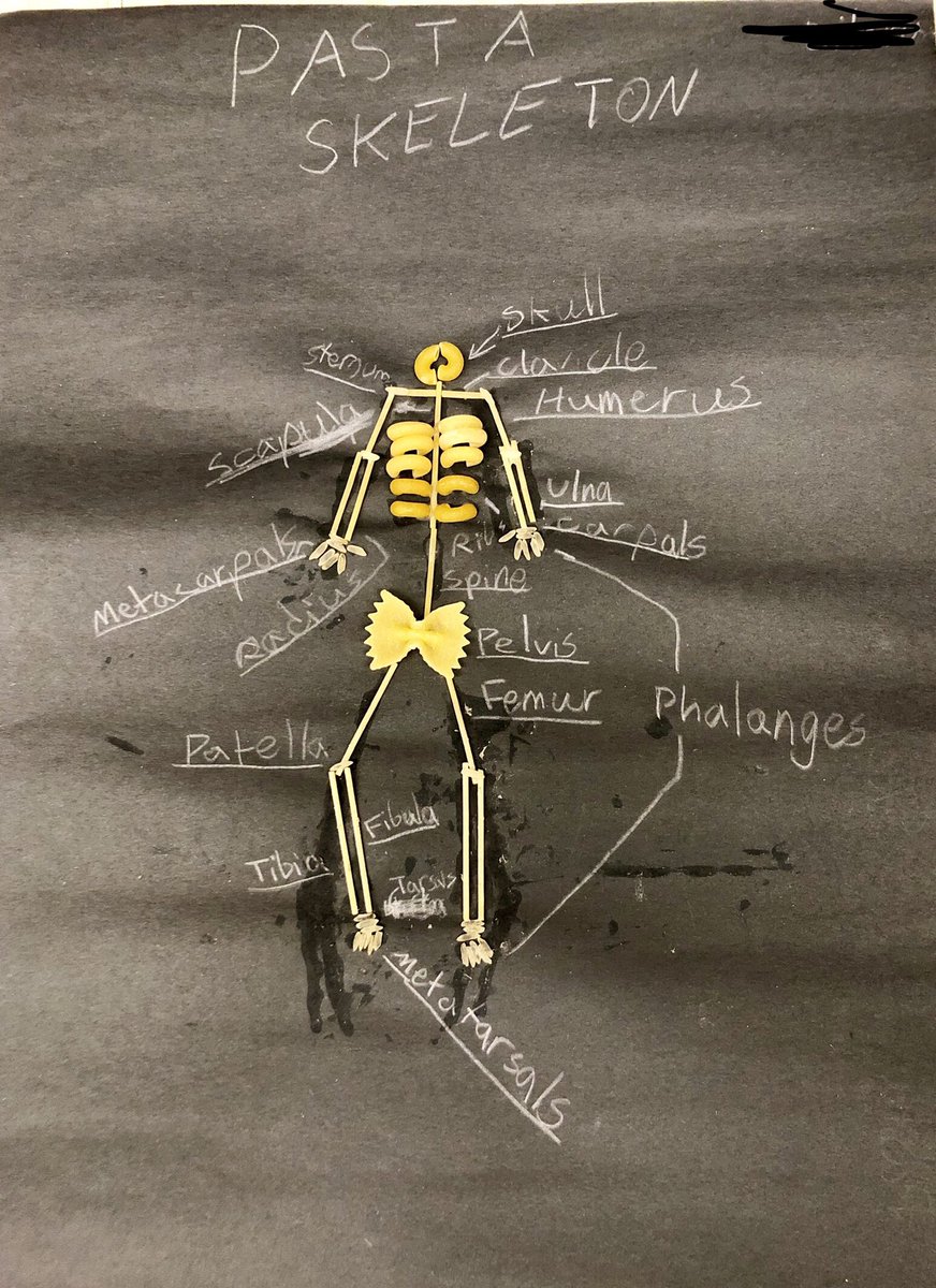 Ms_JHeppler's tweet photo. The femurs connected to the tibia... the tibia’s connected to the fibula 🎶 Pasta skeletons showing the structure of the skeletal system😁 https://t.co/YdKu3SvgN4