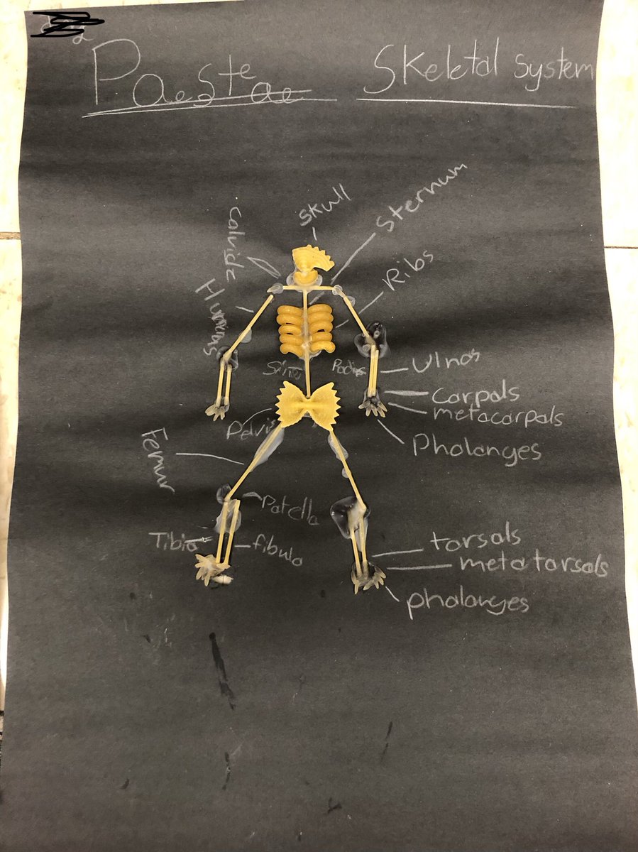 Ms_JHeppler's tweet photo. The femurs connected to the tibia... the tibia’s connected to the fibula 🎶 Pasta skeletons showing the structure of the skeletal system😁 https://t.co/YdKu3SvgN4