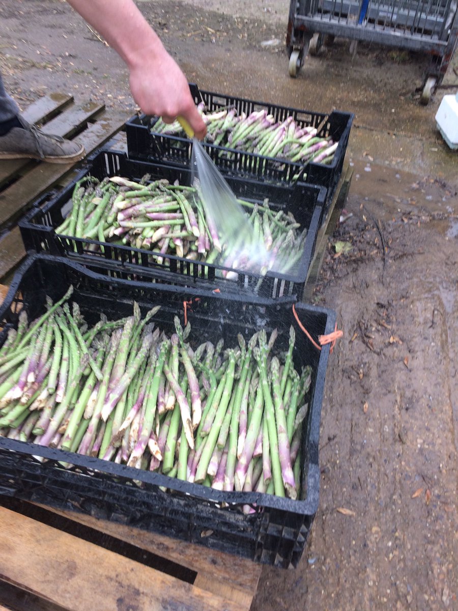 First asparagus of the season. Being delivered tomorrow to <a href="/TheGreenGrocers/">The Green Grocers</a> <a href="/Inghamswan/">The Ingham Swan</a> <a href="/wildebeestarms/">The Wildebeest</a> <a href="/Warwickstsocial/">Warwick St Social</a> <a href="/ThrowersLudham/">Guy Thrower</a> #buylocal #asparagus