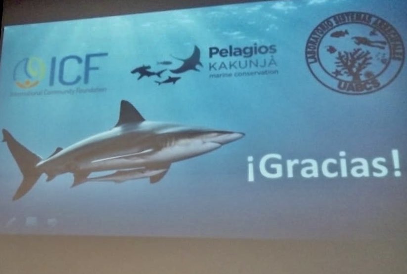 PelagiosKakunja's tweet photo. ¡Ayer tuvimos un excelente día en el Congreso #Somepec! El #EquipoPelagios presentó resultados de investigaciones sobre #tiburones, #mantas y #mobulas en #CaboPulmo, #Revillagigedo, #BahíaDeLaPaz y #CaboSanLucas. ¡Felicidades a todos! 🦈 https://t.co/YTqXLPLl6b