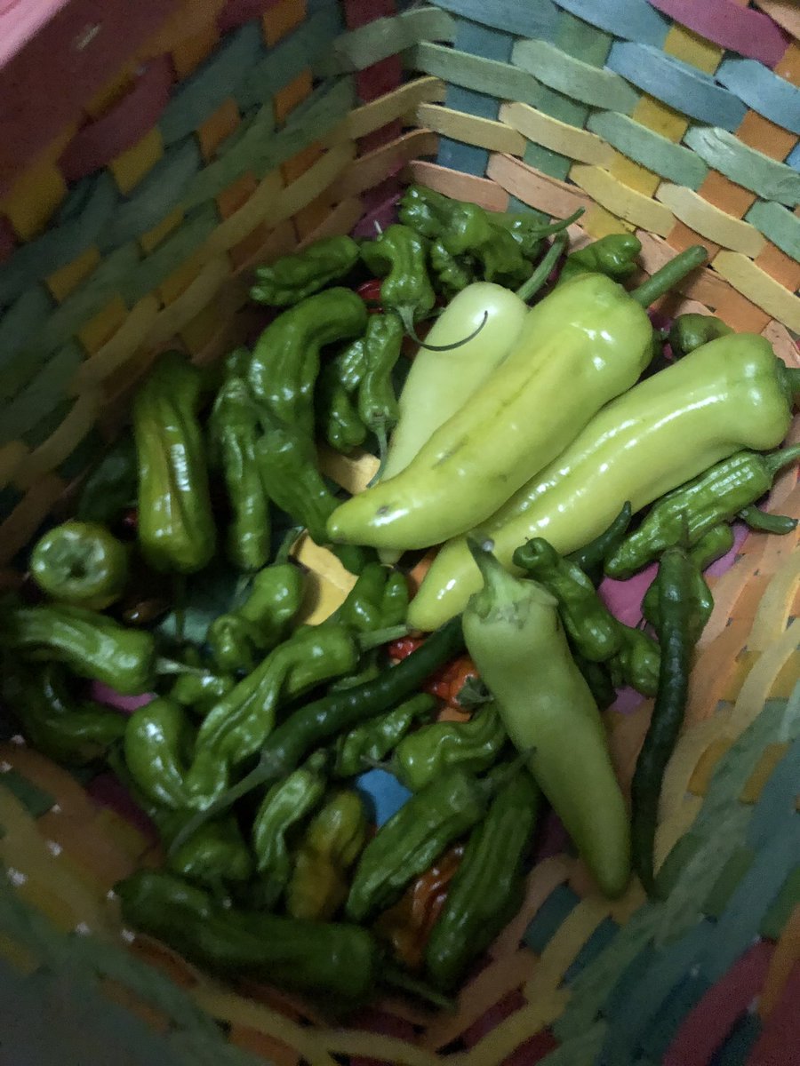 leemo428's tweet photo. @JennaJulien @Jenna_Marbles i think you’d enjoy my big backyard garden. I do mostly fruits and vegetables but the sky’s the limit. Insta garden.variety.gay https://t.co/1JaW8vu3Bq