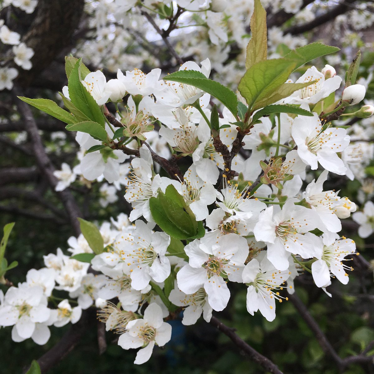 満開のスモモの花