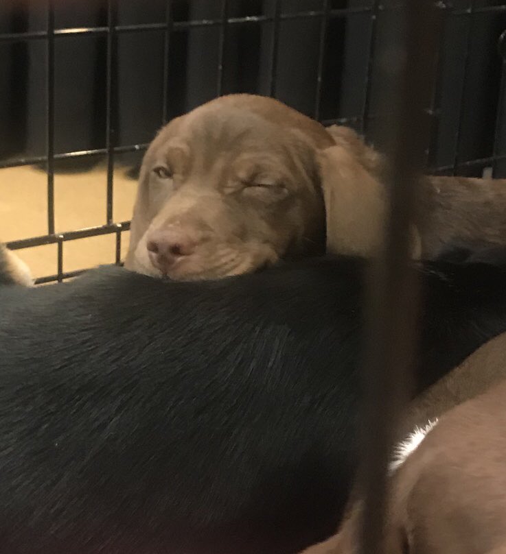 nflmichele's tweet photo. Come on NE Ohio...this little guy is winking at his future family. Don’t let him &amp; many others remain homeless! Call 216-566-7387 to adopt or donate. @wkyc WKYC’s #furgetmenot @ClevelandAPL You can also visit https://t.co/mdjn4PXP4p to make a donation:) 🐶🐱❤️ https://t.co/1v1yjs6tFN