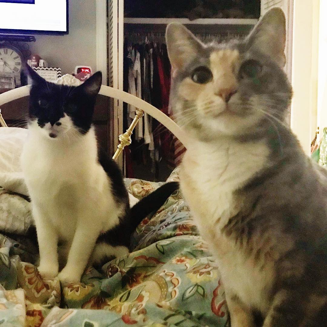 jkittkat's tweet photo. @profstan72 @b2v4ua @cynthia_rehberg @Elsinbama @CDTide Happy Purrrrrrsday๐พ๐ everyone! This is what I saw when I woke up this morning (you canโt see Mouse who is sitting on the top of my head/pillow. The joy of having #CatChildren. ๐
Have a wonderful #Thursday and #RollTide๐
ฐ๏ธ๐๐โค๏ธ! https://t.co/bycgQpxRJz