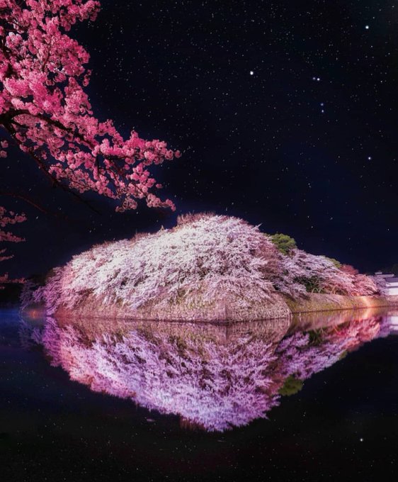 彦根城の桜の22年ライトアップや開花状況や見頃は アクセスや駐車場は そらいろ 日本が魅せる多彩な表情