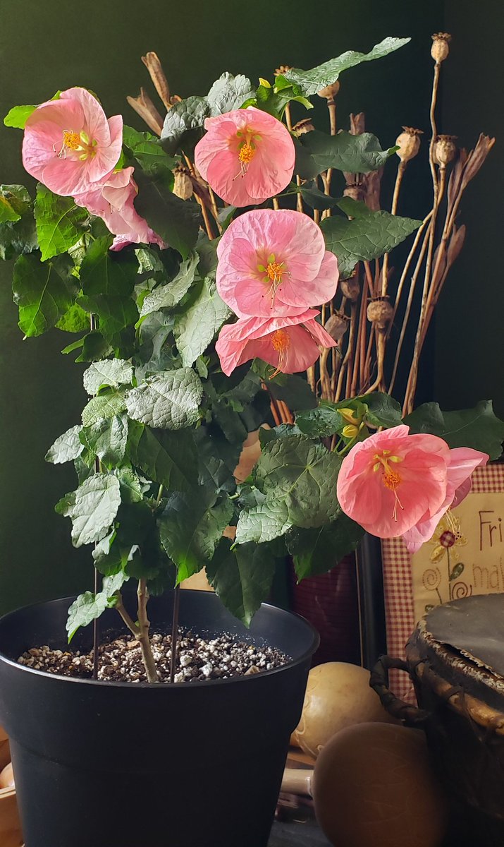GardenOpus's tweet photo. RESISTANCE IS FUTILE. I know, I've tried. Lost count of times I've posted Abutilon 'Kristen's Pink' - if she would only stop blooming!😂  Here she's perched on top of my big tribal drum, next to the percussion collection - a woman of taste, she digs World Music, too. Malvaceae. https://t.co/pgxQtBGfbD