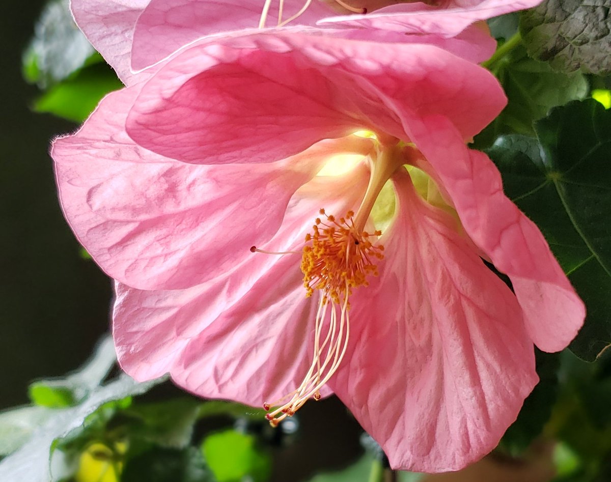 GardenOpus's tweet photo. RESISTANCE IS FUTILE. I know, I've tried. Lost count of times I've posted Abutilon 'Kristen's Pink' - if she would only stop blooming!😂  Here she's perched on top of my big tribal drum, next to the percussion collection - a woman of taste, she digs World Music, too. Malvaceae. https://t.co/pgxQtBGfbD