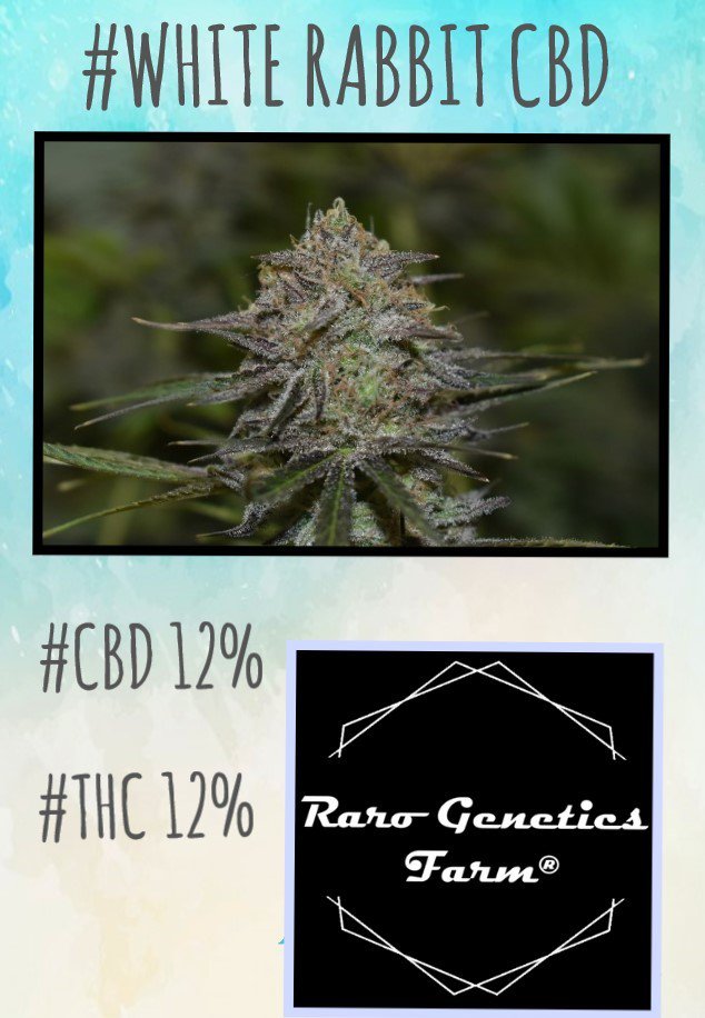 rarofarm's tweet photo. #WhiteRabbitCbd #RegularSeeds #Thc #Cbd #Solo90Envases #CannabisSeeds #CannabisMedicinal #weed #Cannabs #IAmCannabis ✌
👉https://t.co/1Qp43lGpvN👈#OneLove 😎👊🌿💚 https://t.co/Dl3SuDk5s5