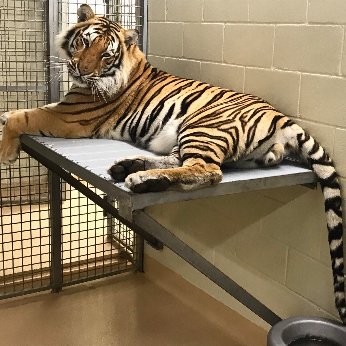 Our Tigers have set records and brought home 10 SEC championships this spring! | Tiger Rant