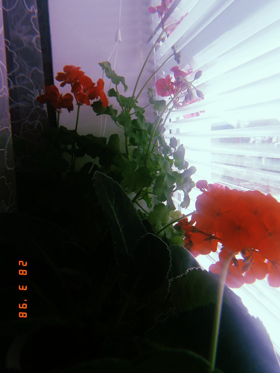 _ravengirl_'s tweet photo. my plants https://t.co/ORBqsrfwgE