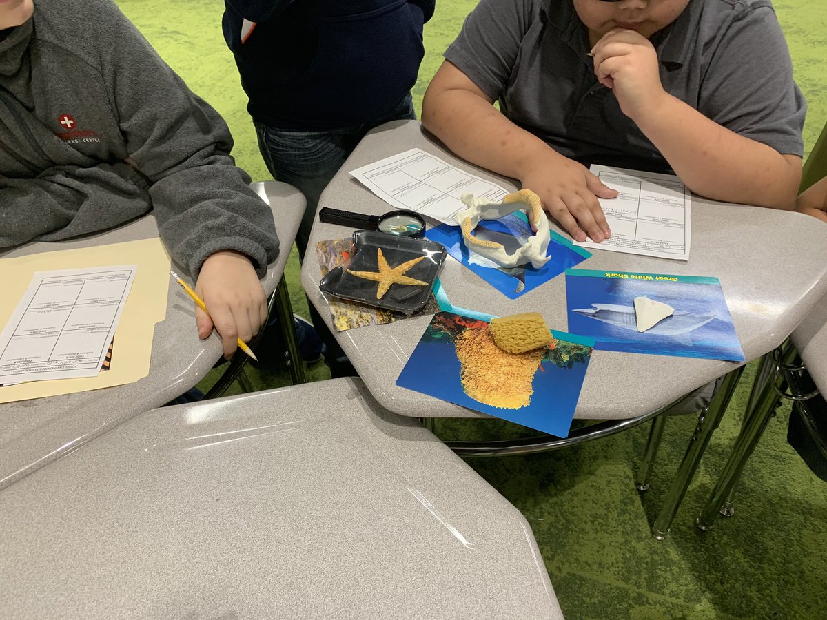 PioneerScience5's tweet photo. Last week we were artists. This week we are paleontologists. The fun never ends. @EKD_Elementary #ekd_learning https://t.co/g5a7riXhM9