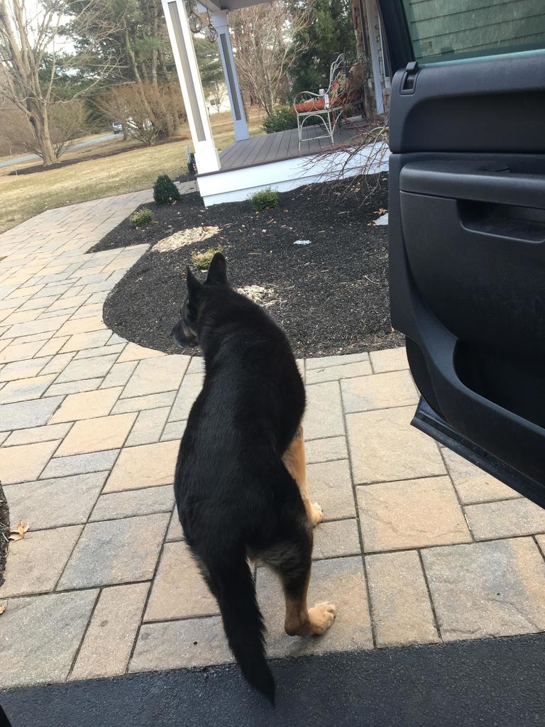 PeanutPaws1's tweet photo. Wait! Did you hear that? Squirrel. Don’t move. #dogs #cute #aww #puppies #doglovers #puppy #dog https://t.co/mB5qgl66Q1