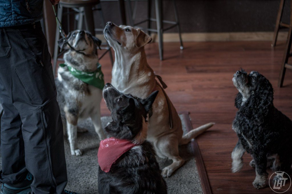 A Guide to the Dog-Friendly Bars of Seattle longhaultrekkers.com/dog-friendly-b…