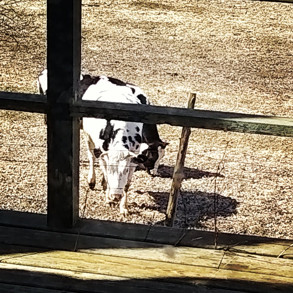 EllisLoganBooks's tweet photo. Spring is truly here, the farmer has opened up our back field for enjoying and these happy @cabotcheese cows are keeping me company while I write my next #PostMagic tale. https://t.co/jejvYiQsxS