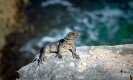 Wildlife_EU's tweet photo. A new study reveals that removing invasive mammals from 169 islands would improve survival prospects for 9% of the world’s most highly-threatened vertebrates on islands. https://t.co/PueibWocS5