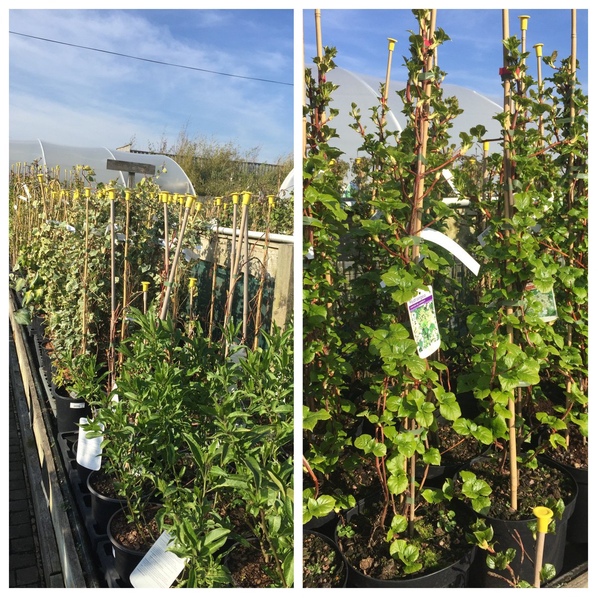 WilkinsonsLand's tweet photo. Climbers: Ideal to soften the look of trellis, pergolas &amp; arches https://t.co/vcOd6uPghH