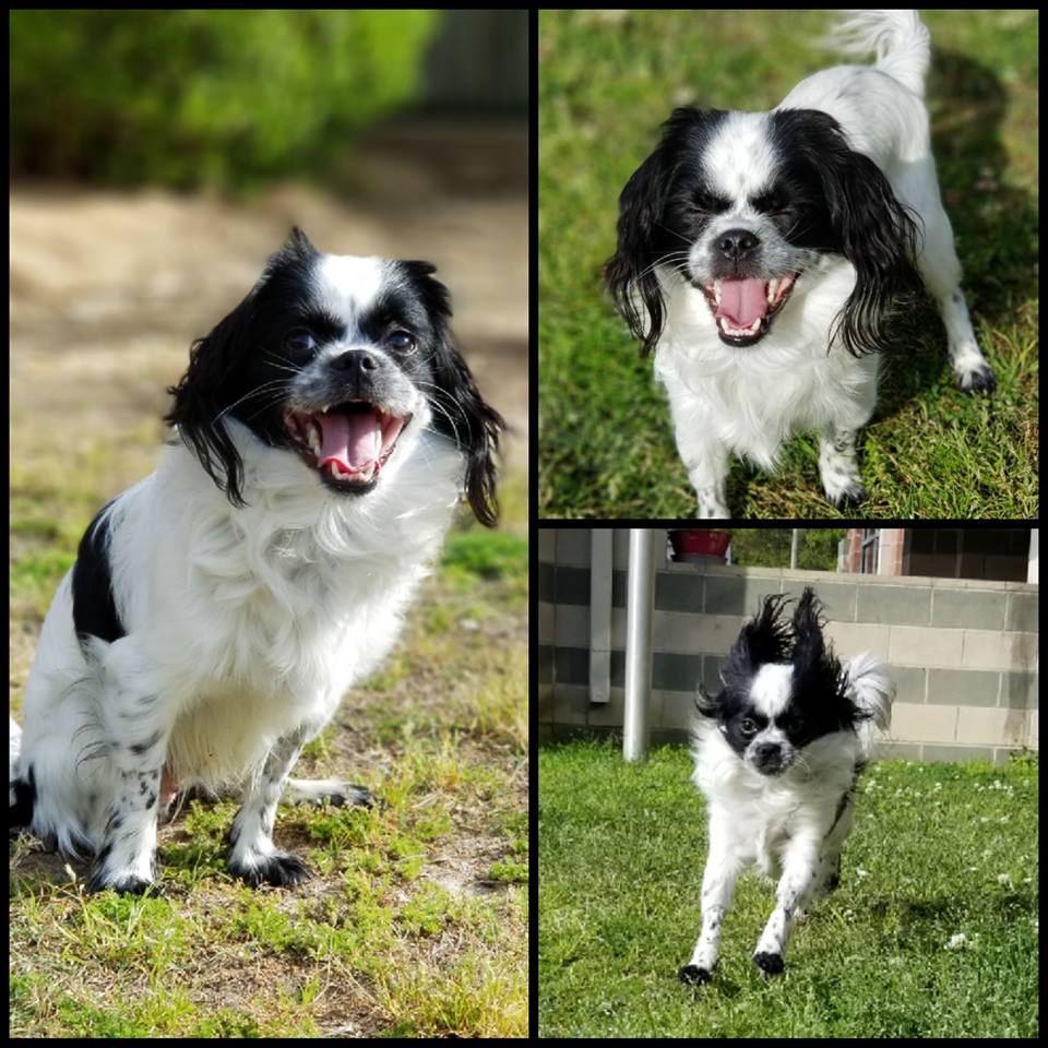 MGMIntervention's tweet photo. Looking for a small dog with a BIG personality? Come meet Jupiter! He is a 2 year old Shih Tzu/Pekingese mix❤ #AdoptDontShop https://t.co/NV4nHNH4n8