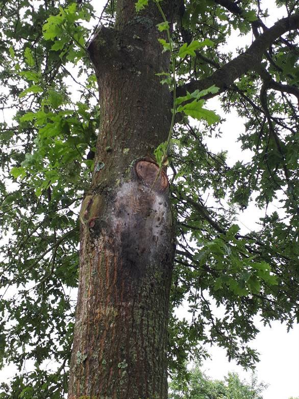 VilledeBussy's tweet image. Des nids de #ChenillesProcessionnaires du chêne ont été constatés au parc du Génitoy. Les poils de ces chenilles, très urticants, peuvent provoquer des réactions allergiques. L’entreprise en charge du secteur a été contacté afin d'intervenir dès demain pour la pose de pièges.